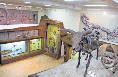 Eindruckvoller Fossiliensaal: der Mühlenkeller, rechts das mächtige Knochengerüst eines 10.000-jährigen Auerochsen. Eindruckvoller Fossiliensaal: der Mühlenkeller, rechts das mächtige Knochengerüst eines 10.000-jährigen Auerochsen.