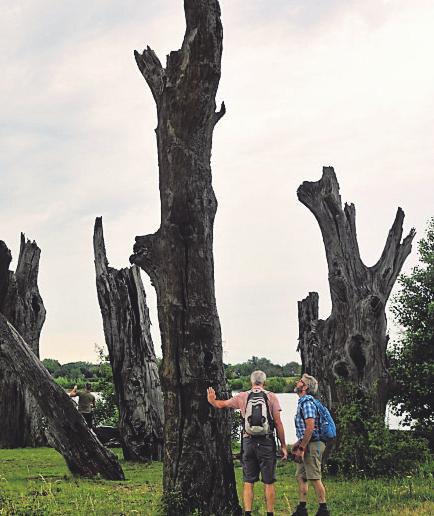  Über 2000 Jahre alt sind diese Baum-Fossilien auf der Insel Molenplas.