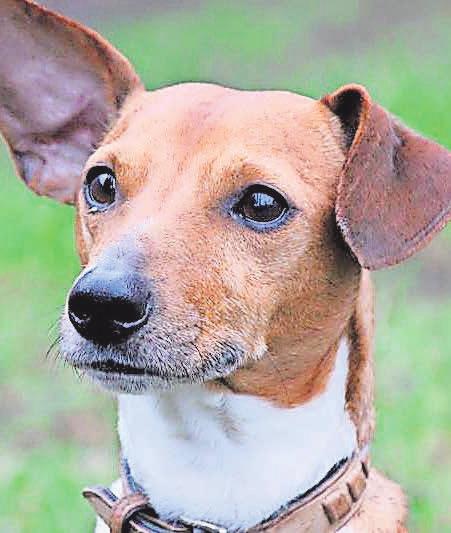 Der kleine Terrier Nino ist energiegeladen und freundlich. Der kleine Terrier Nino ist energiegeladen und freundlich.