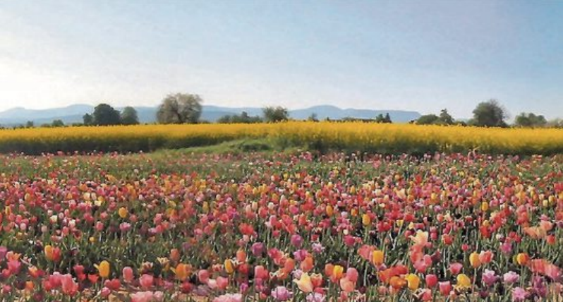 Rapsfelder vor Kusterdingen oder Tulpenfelder mit Blick zum Albtrauf. Rapsfelder vor Kusterdingen oder Tulpenfelder mit Blick zum Albtrauf.