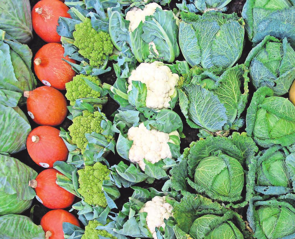 Leckere Kohl- und Kürbissorten sind typische Zutaten der saisonalen Küche. Leckere Kohl- und Kürbissorten sind typische Zutaten der saisonalen Küche.