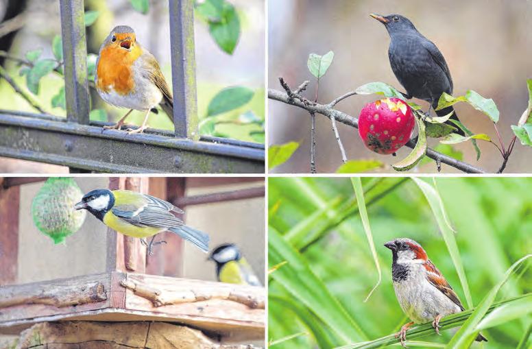 Guck mal, wer da zwitschert: Rotkehlchen (von links oben im Uhrzeigersinn), Amsel, Sperling und eine Kohlmeise. Fotos: DPA Guck mal, wer da zwitschert: Rotkehlchen (von links oben im Uhrzeigersinn), Amsel, Sperling und eine Kohlmeise. Fotos: DPA