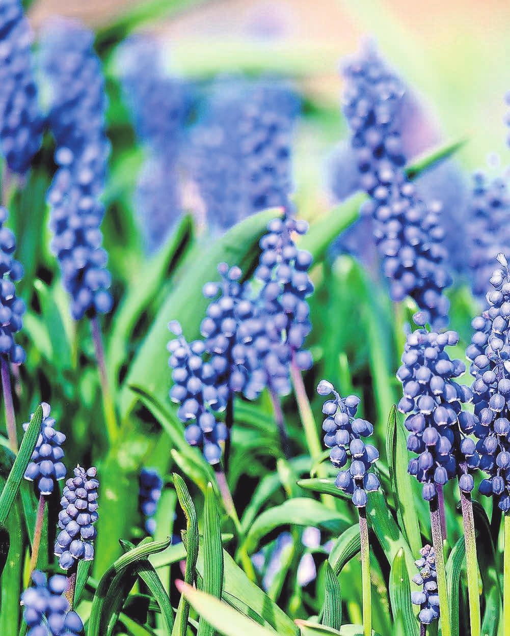 Traubenhyazinthen sind beliebte Frühlingsblumen. Traubenhyazinthen sind beliebte Frühlingsblumen.