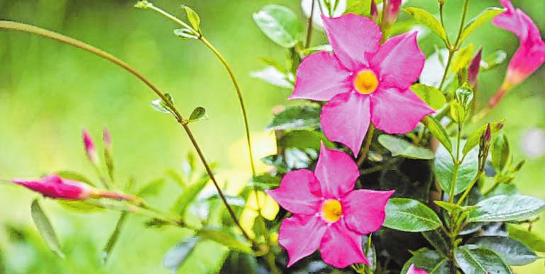 Dipladenien: Auch im Onlineshop von Gartencenter Beier