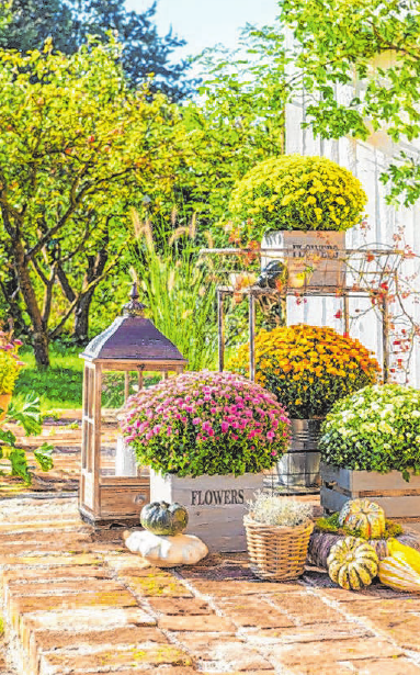 Die beliebten Chrysanthemen sorgen im Herbst für farbenfrohe Akzente. Foto: Uwe Sauer Die beliebten Chrysanthemen sorgen im Herbst für farbenfrohe Akzente. Foto: Uwe Sauer