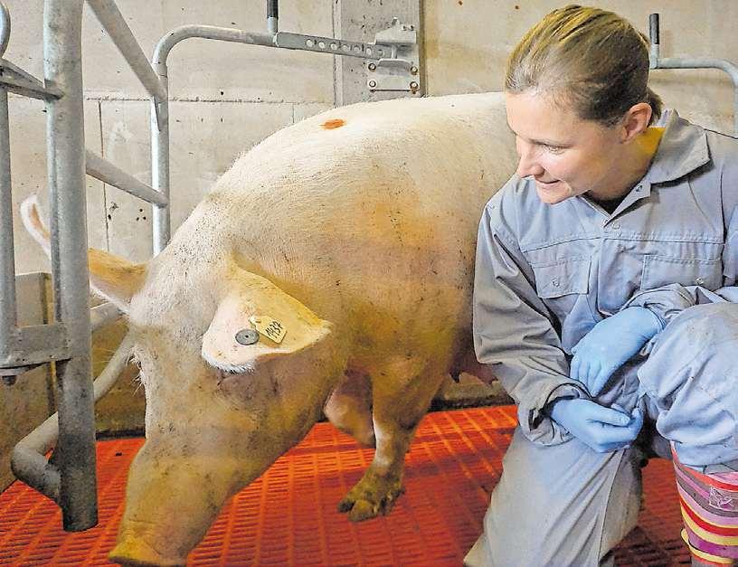Fährt übers Land: Dr. Sonja von Berg begutachtet die neuartige freie Abferkelbucht eines Schweinezuchtbetriebes. Foto: © von Berg