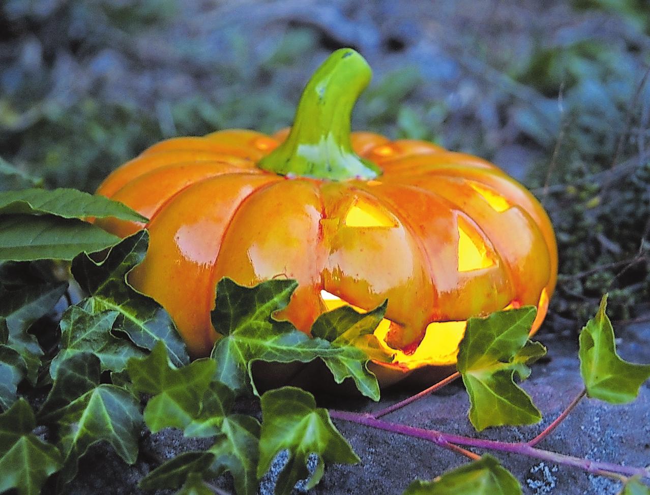In Amerika zur Halloween-Laterne geworden: der ausgehöhlte Kürbis. FOTO:WIP In Amerika zur Halloween-Laterne geworden: der ausgehöhlte Kürbis. FOTO:WIP
