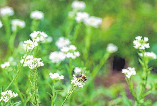 Eine Wildblumenwiese lockt Bienen und andere Insekten an. Je nach Bodenbeschaffenheit kommen verschiedene Samenmischungen in Betracht. Foto: Gregor Fisch Eine Wildblumenwiese lockt Bienen und andere Insekten an. Je nach Bodenbeschaffenheit kommen verschiedene Samenmischungen in Betracht. Foto: Gregor Fisch