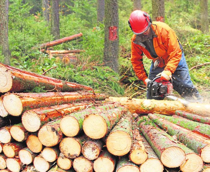 Forstwirte sind vor allem in den Wintermonaten mit der Holzernte beschäftigt. FOTO: ABADONIAN / ISTOCK Forstwirte sind vor allem in den Wintermonaten mit der Holzernte beschäftigt. FOTO: ABADONIAN / ISTOCK