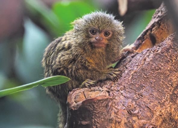 Die 14 Zentimeter großen Zwergseidenäffchen sind die kleinsten Affen des Parks. Foto: Werner Scheurer Die 14 Zentimeter großen Zwergseidenäffchen sind die kleinsten Affen des Parks. Foto: Werner Scheurer