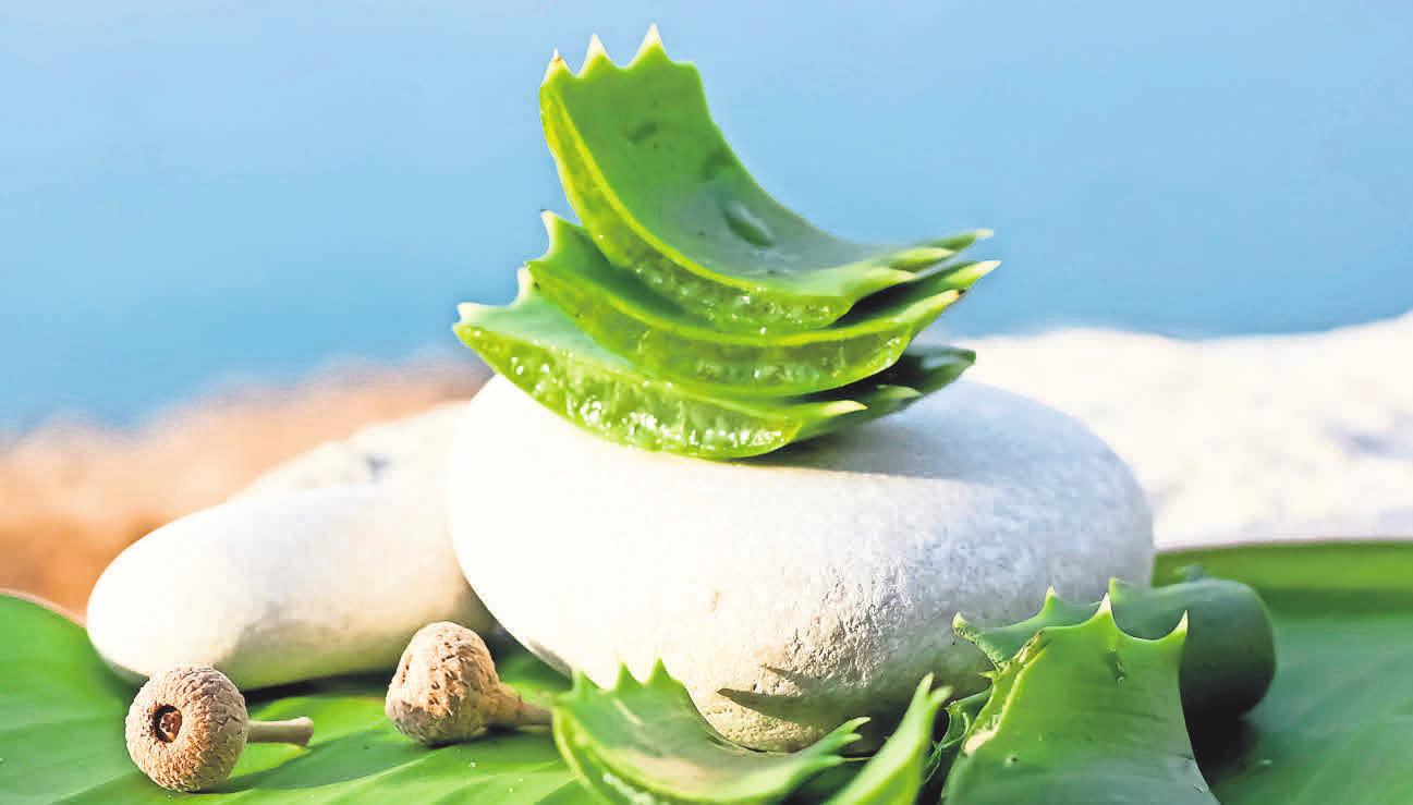 Pflege für die Haut: Im Naturahaus gibt es hochwertige Aloe-vera-Shakes, die gereizte Sonnenhaut mit Feuchtigkeit versorgen. Pflege für die Haut: Im Naturahaus gibt es hochwertige Aloe-vera-Shakes, die gereizte Sonnenhaut mit Feuchtigkeit versorgen.