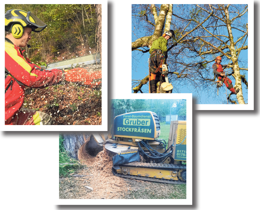 Vater und Sohn, Wald und Holz Image 2 Vater und Sohn, Wald und Holz Image 2