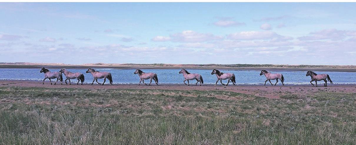 So wie nahe Den Hoorn schottische Hochlandrinder leben, gibt es in De Slufter Wildpferde. Fotos: Daniela Kebel So wie nahe Den Hoorn schottische Hochlandrinder leben, gibt es in De Slufter Wildpferde. Fotos: Daniela Kebel