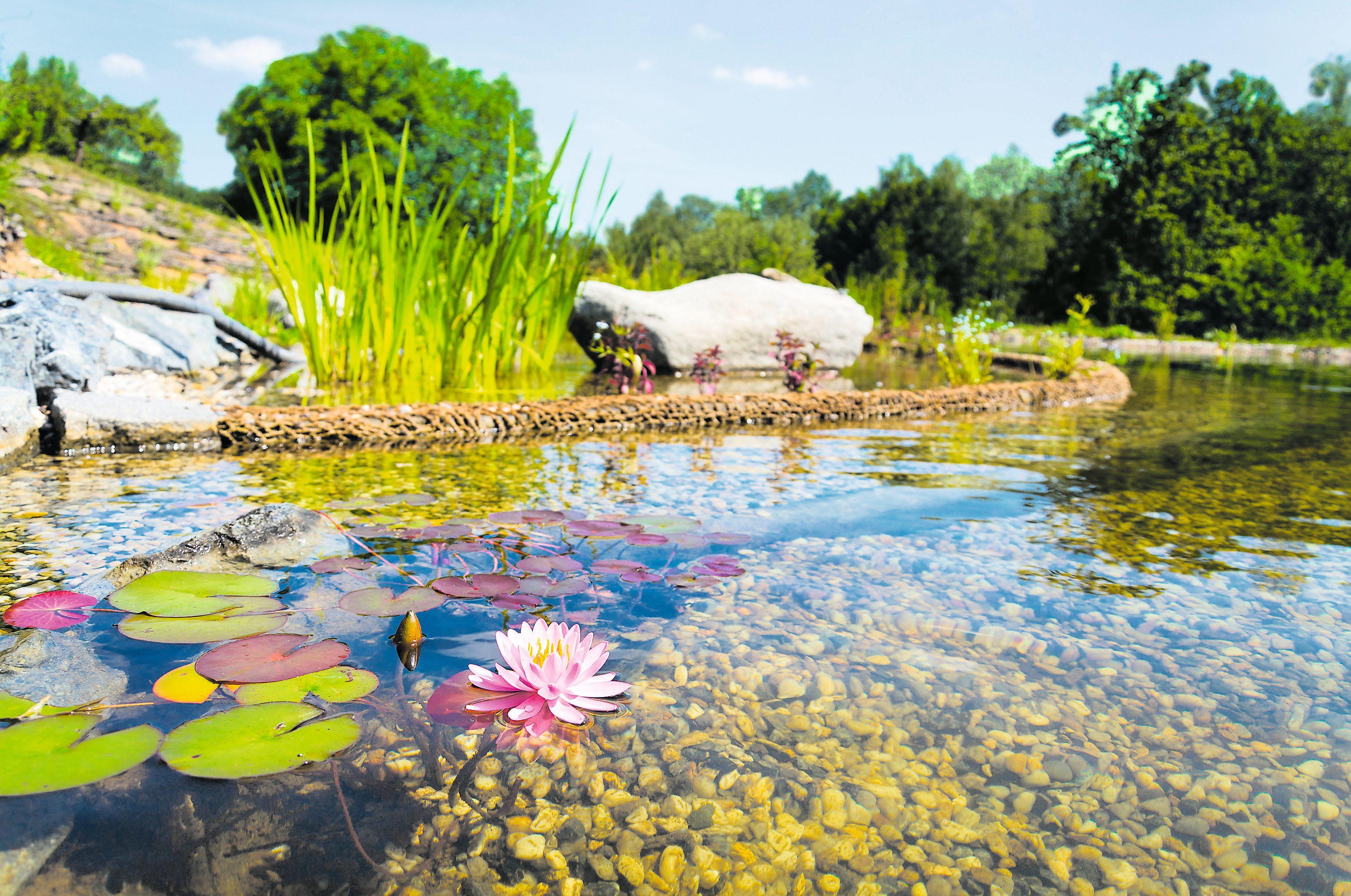 Die Wahl zwischen Swimmingpool, Garten- oder Schwimmteich will gut überlegt sein. Voraussetzung für alle Wasseranlagen ist sauberes Wasser. Bild: Adobe Stoke