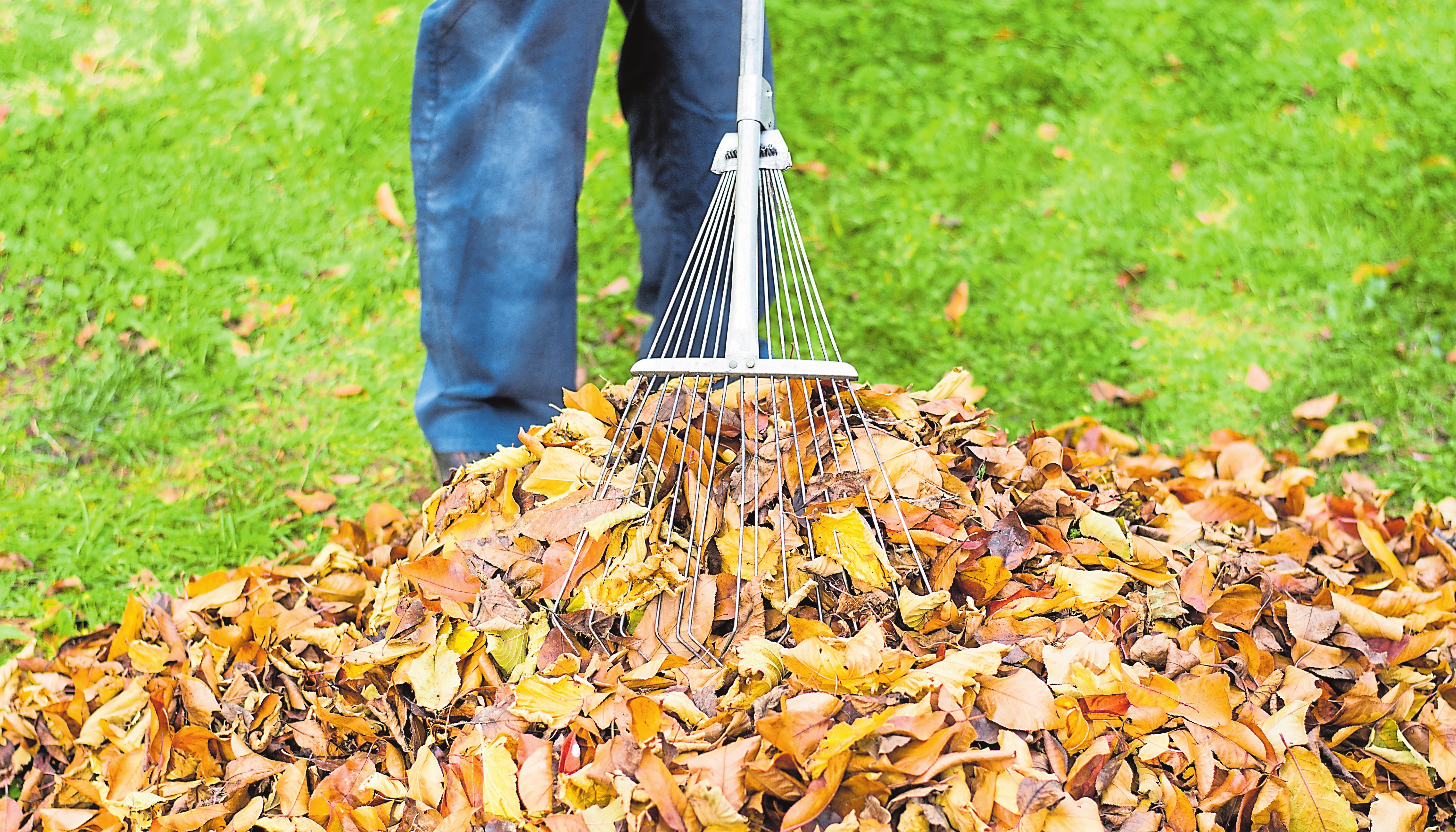 Zusammengerechtes Laub bietet Lebensraum für Insekten und Kleintiere. Foto: Shutterstock
