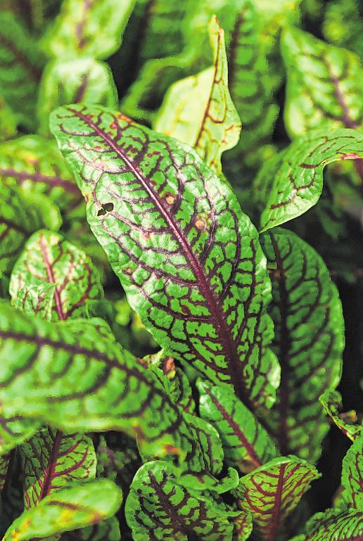 Die Adern des Blutampfers (Rumex sanguineus) schimmern dunkelrot durch das Blattgrün. FOTO: ANDREA WARNECKE Die Adern des Blutampfers (Rumex sanguineus) schimmern dunkelrot durch das Blattgrün. FOTO: ANDREA WARNECKE