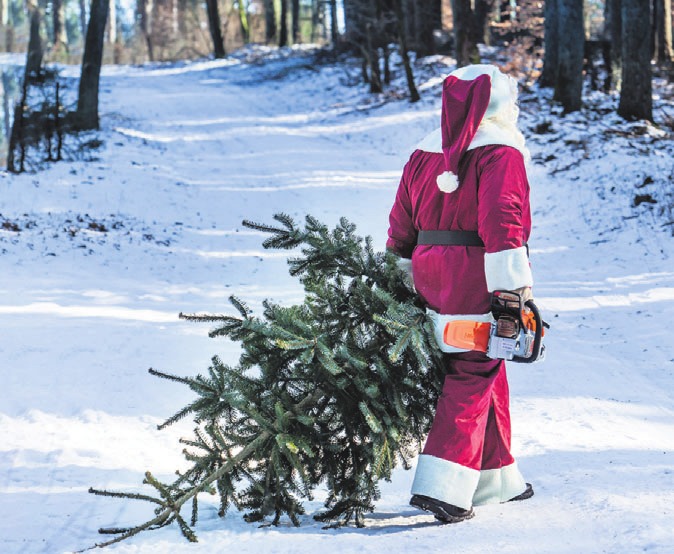 Eine duftende Tanne, am besten noch selbst geschlagen, gehört zum Fest einfach dazu. Foto: djd/STIHL Eine duftende Tanne, am besten noch selbst geschlagen, gehört zum Fest einfach dazu. Foto: djd/STIHL