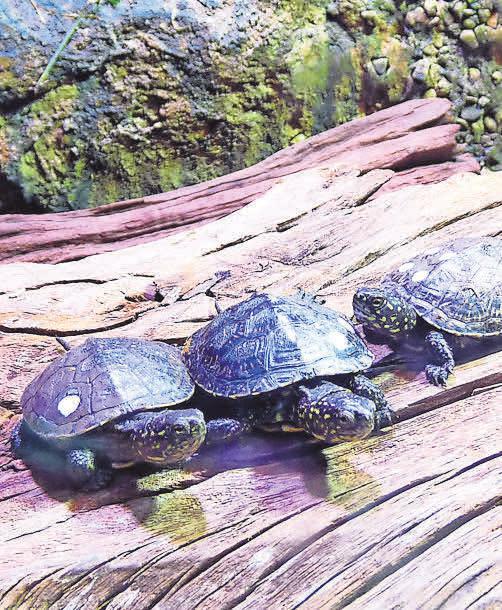 Neu eingezogen im Leinebereich: Kleine Sumpfschildkröten. In den Anemonen zu Hause: Der kleine Clownfisch. Neu eingezogen im Leinebereich: Kleine Sumpfschildkröten. In den Anemonen zu Hause: Der kleine Clownfisch.