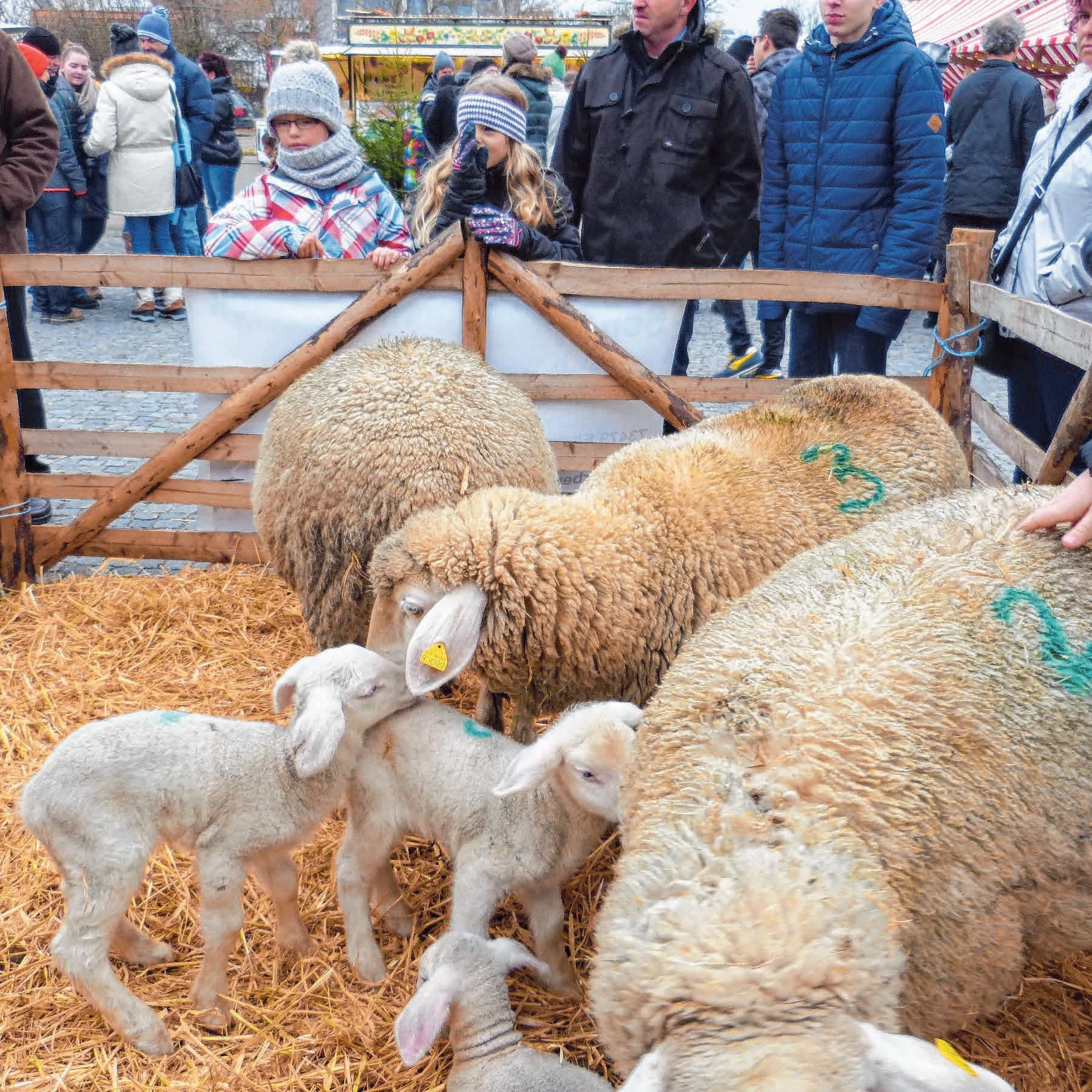Ziemlich niedlich: Die Schafe der Schäferei Stock erfreuen die Besucher. Ziemlich niedlich: Die Schafe der Schäferei Stock erfreuen die Besucher.