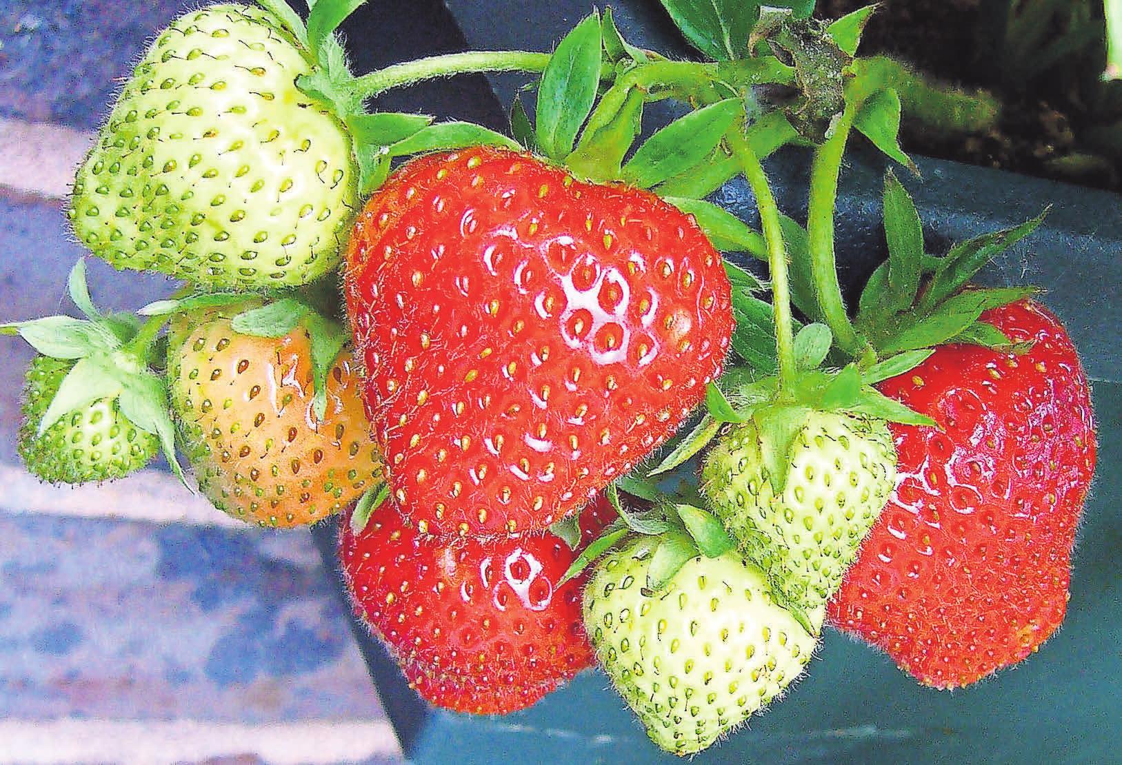 Erdbeeren können problemlos angepflanzt werden. Foto: Pixabay Erdbeeren können problemlos angepflanzt werden. Foto: Pixabay