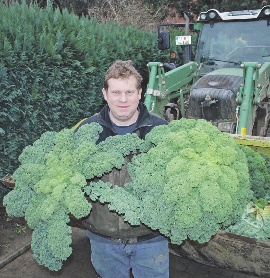 Boris Lauenroth erntet den Grünkohl täglich, der bei winterlichen Temperaturen sein volles Aroma entwickelt. Foto: Birthe Kußroll-Ihle Boris Lauenroth erntet den Grünkohl täglich, der bei winterlichen Temperaturen sein volles Aroma entwickelt. Foto: Birthe Kußroll-Ihle