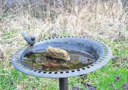 Im Naturgarten des NABU finden Vögel immer Wasser. Im Naturgarten des NABU finden Vögel immer Wasser.