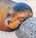 Seelöwe beim Mittagsschlaf Seelöwe beim Mittagsschlaf