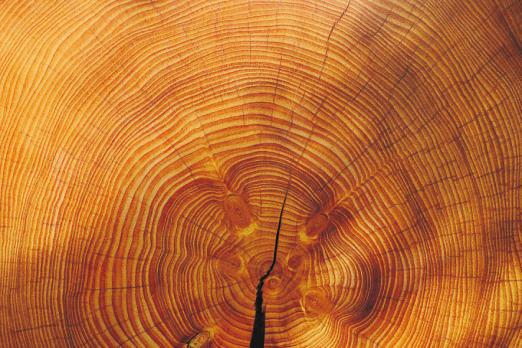 Holz ist wunderschön und unschlagbar vielseitig einsetzbar