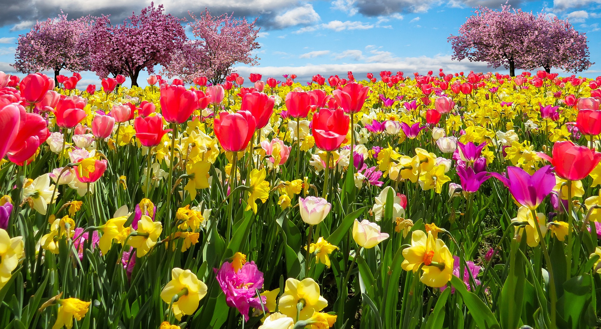 In der Natur wachsen Tulpen unbeschadet neben Osterglocken. In der Vase brauchen sie Gewöhnungszeit. FOTO: PIXABAY.DE/GELLINGER In der Natur wachsen Tulpen unbeschadet neben Osterglocken. In der Vase brauchen sie Gewöhnungszeit. FOTO: PIXABAY.DE/GELLINGER