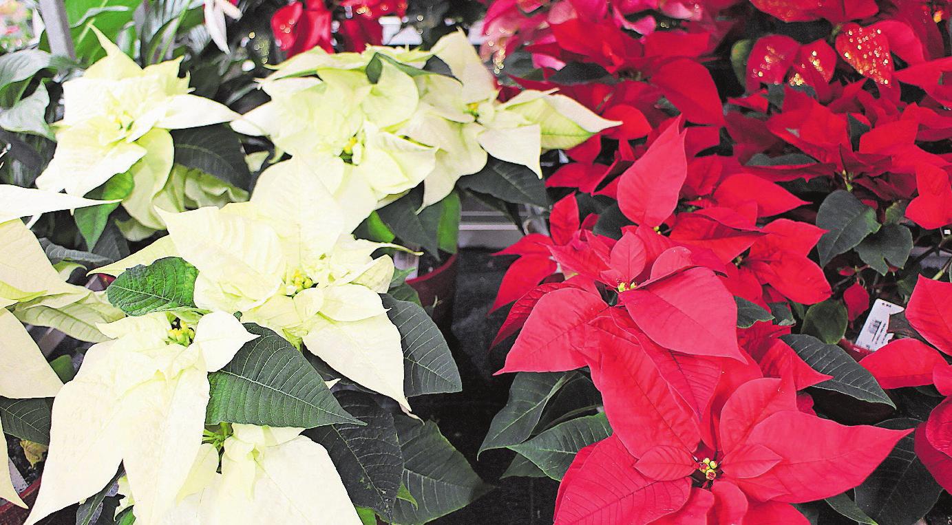 Die wunderbaren Weihnachtssterne sind in der Landi erhältlich. Bild: PD