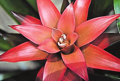 Blühen nur einmal: Bromelien. Hier eine Guzmania-Hybride. FOTO: ANDREA WARNECKE/DPA Blühen nur einmal: Bromelien. Hier eine Guzmania-Hybride. FOTO: ANDREA WARNECKE/DPA