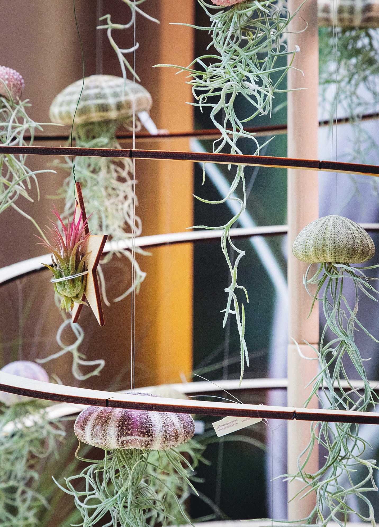 Tillandsia Deko-Idee fürs Bad. Tillandsia Deko-Idee fürs Bad.