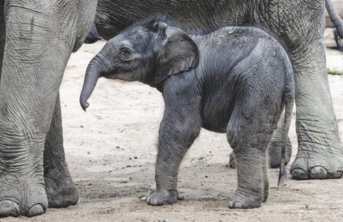 Der jüngste Elefant der Anlage wurde Leev Ma Rie getauft. Bild: W. Scheurer Der jüngste Elefant der Anlage wurde Leev Ma Rie getauft. Bild: W. Scheurer