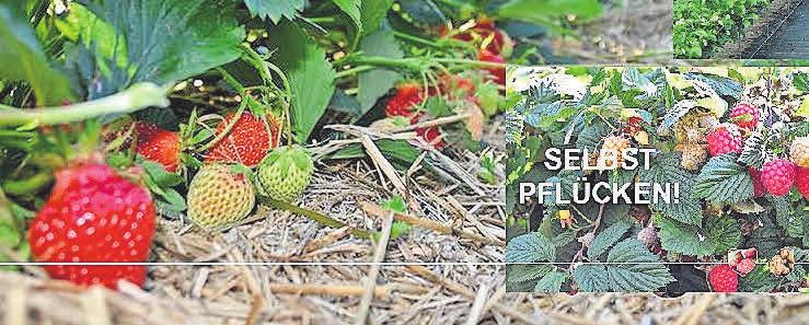 Frischer geht es nicht: In Wendenborstel gibt es Erdbeeren und Himbeeren zum Selbstpflücken. Frischer geht es nicht: In Wendenborstel gibt es Erdbeeren und Himbeeren zum Selbstpflücken.