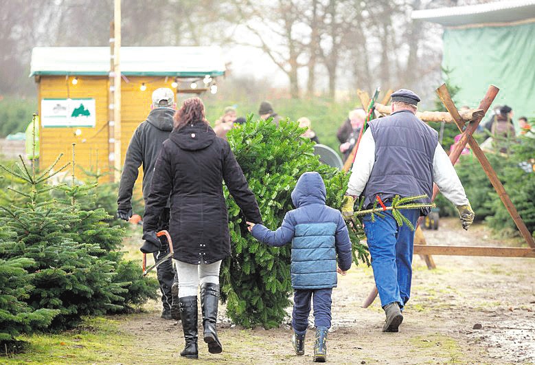 Der Weihnachtsbaumverkauf startet wieder. Foto: Leinemann Der Weihnachtsbaumverkauf startet wieder. Foto: Leinemann