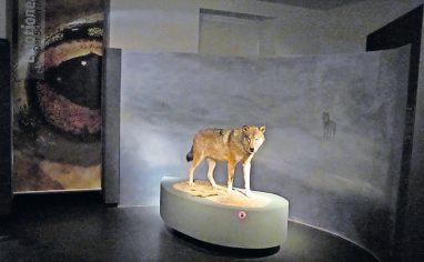 Verkannter Wolf Verkannter Wolf