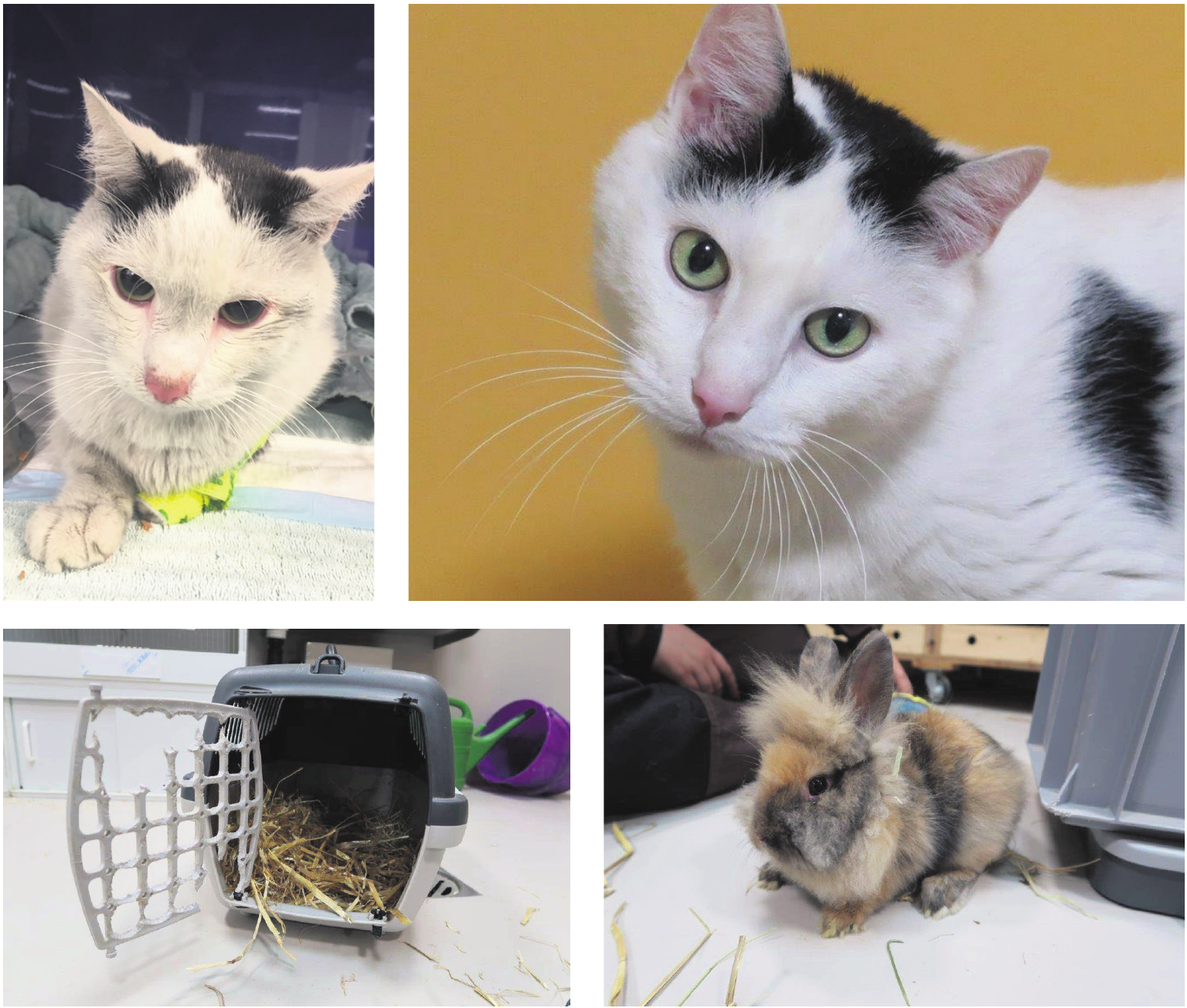 Dank liebevoller Pflege geht es Kater Smokey und dem ausgesetzten Kaninchen Scratchy wieder gut. Bilder: zvg Dank liebevoller Pflege geht es Kater Smokey und dem ausgesetzten Kaninchen Scratchy wieder gut. Bilder: zvg