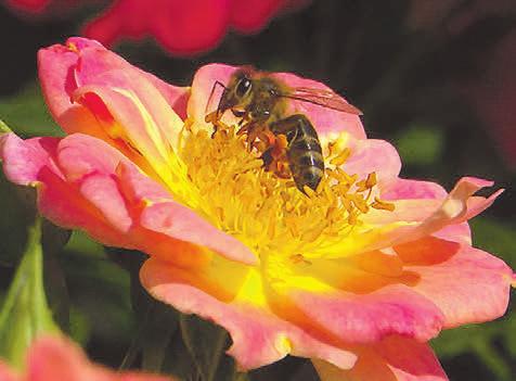 Nur ungefüllte und halbgefüllte Blüten bieten Honig- und Wildbienen freien Zugang zu den Staubgefäßen und damit zu den Pollen. Foto:djd/www.rosen-tantau.com/ Stefan Schulze Nur ungefüllte und halbgefüllte Blüten bieten Honig- und Wildbienen freien Zugang zu den Staubgefäßen und damit zu den Pollen. Foto:djd/www.rosen-tantau.com/ Stefan Schulze