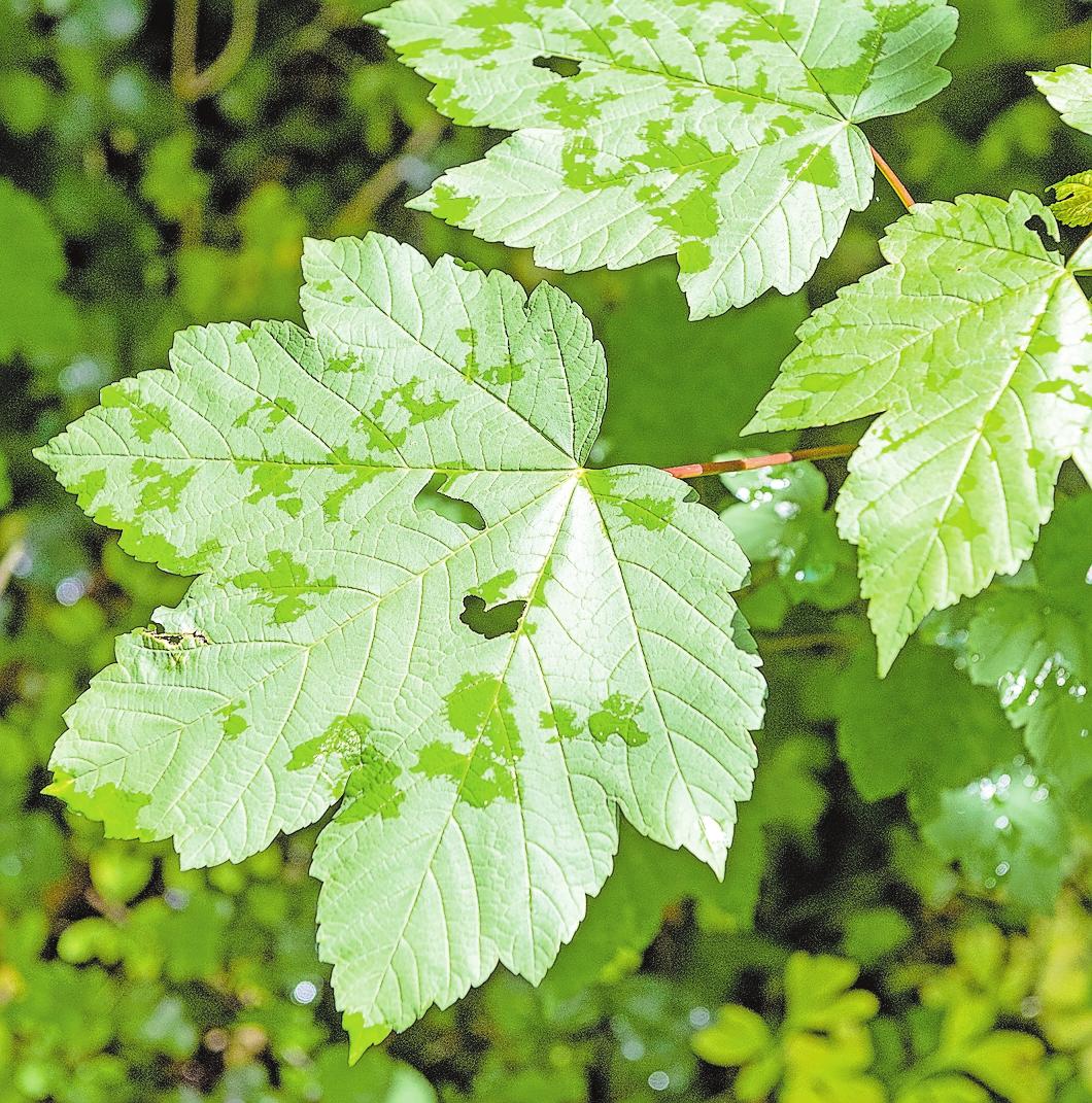 Schutzgebiete sind selten geworden, dabei braucht es sie mehr denn je. Schutzgebiete sind selten geworden, dabei braucht es sie mehr denn je.