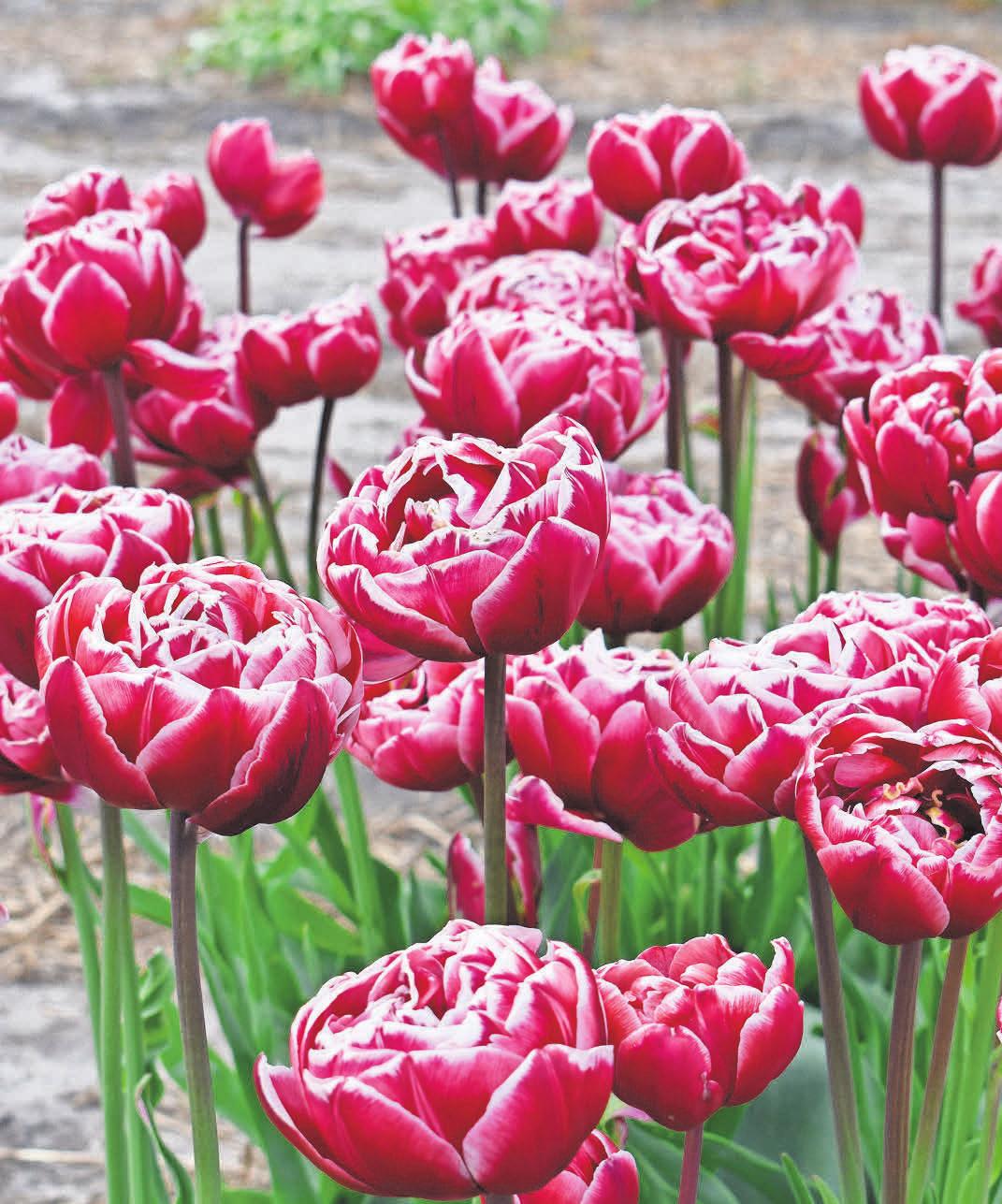 Tulpen sind Frühblüher und können im Frühjahr den Platz der Dahlien einnehmen. fotos: Fluwel (2)/dpa-tmn Tulpen sind Frühblüher und können im Frühjahr den Platz der Dahlien einnehmen. fotos: Fluwel (2)/dpa-tmn