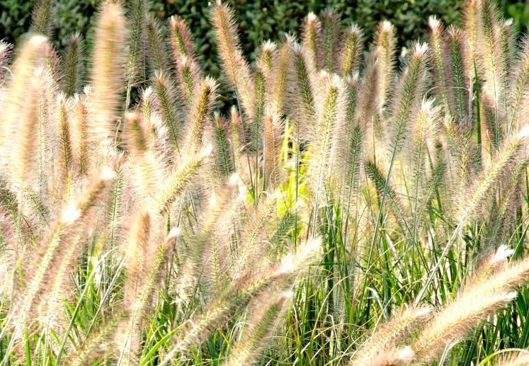 Das Lampenputzergras ist im Herbst eine elegante Bereicherung des Blumenbeetes. Foto: dpa Das Lampenputzergras ist im Herbst eine elegante Bereicherung des Blumenbeetes. Foto: dpa