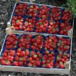 Viele Höfe mit Hofläden bieten jetzt Erdbeeren von den eigenen Feldern auch zum Selberpflücken. Foto: Klein