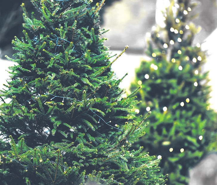 Erst nach langer Diskussion in der Baumschule ausgewählt und nach dem Fest weggeschmissen: Der Weihnachtsbaum wird abgeholt. Symbolfoto Erst nach langer Diskussion in der Baumschule ausgewählt und nach dem Fest weggeschmissen: Der Weihnachtsbaum wird abgeholt. Symbolfoto