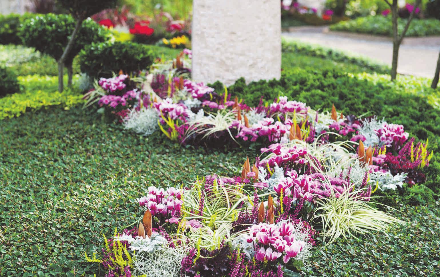 Das Alpenveilchen sorgt mit Farbvariationen von weiß bis pink für farbenfrohe Akzente auf dem Friedhof. Foto: djd/Gesellschaft deutscher Friedhofsgärtner/Margit Wild Das Alpenveilchen sorgt mit Farbvariationen von weiß bis pink für farbenfrohe Akzente auf dem Friedhof. Foto: djd/Gesellschaft deutscher Friedhofsgärtner/Margit Wild