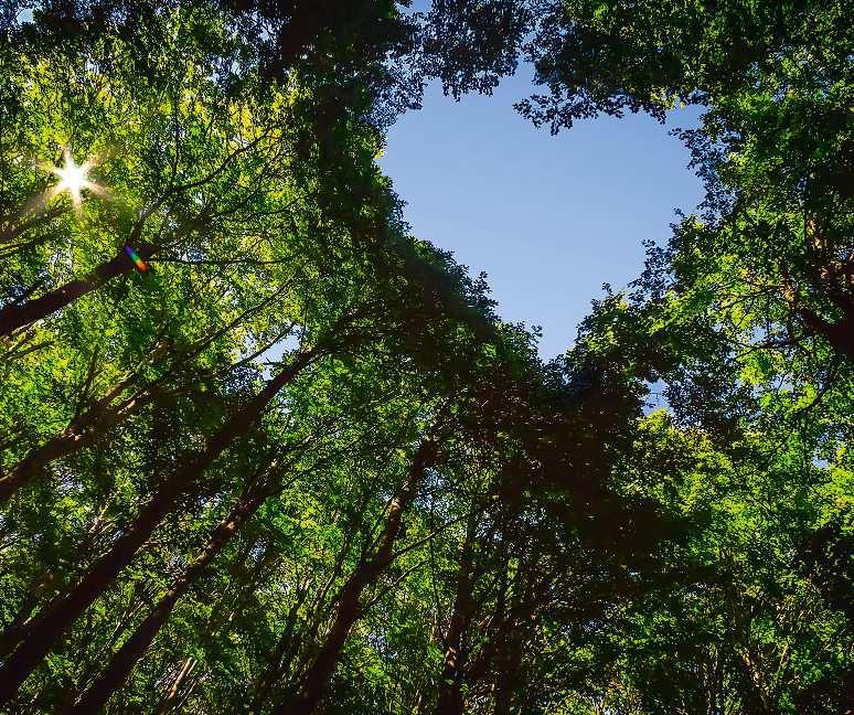 Energie von oben wird in Heizenergie umgewandelt: Waldreiches Österreich. Foto: Adobe Stock
