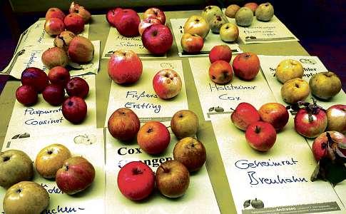 Welche Äpfel sind das? Es gibt jede Menge fantasievolle Namen für das beliebte Obst. In der Gartenbaumschule Andresen bestimmt der Pomologe Michael Ruhnau am Sonnabend, 8. Oktober, alte Sorten.