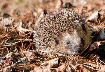 Das bietet Tieren wie Igel im Winter Unterschlupf. Foto: dpa Das bietet Tieren wie Igel im Winter Unterschlupf. Foto: dpa
