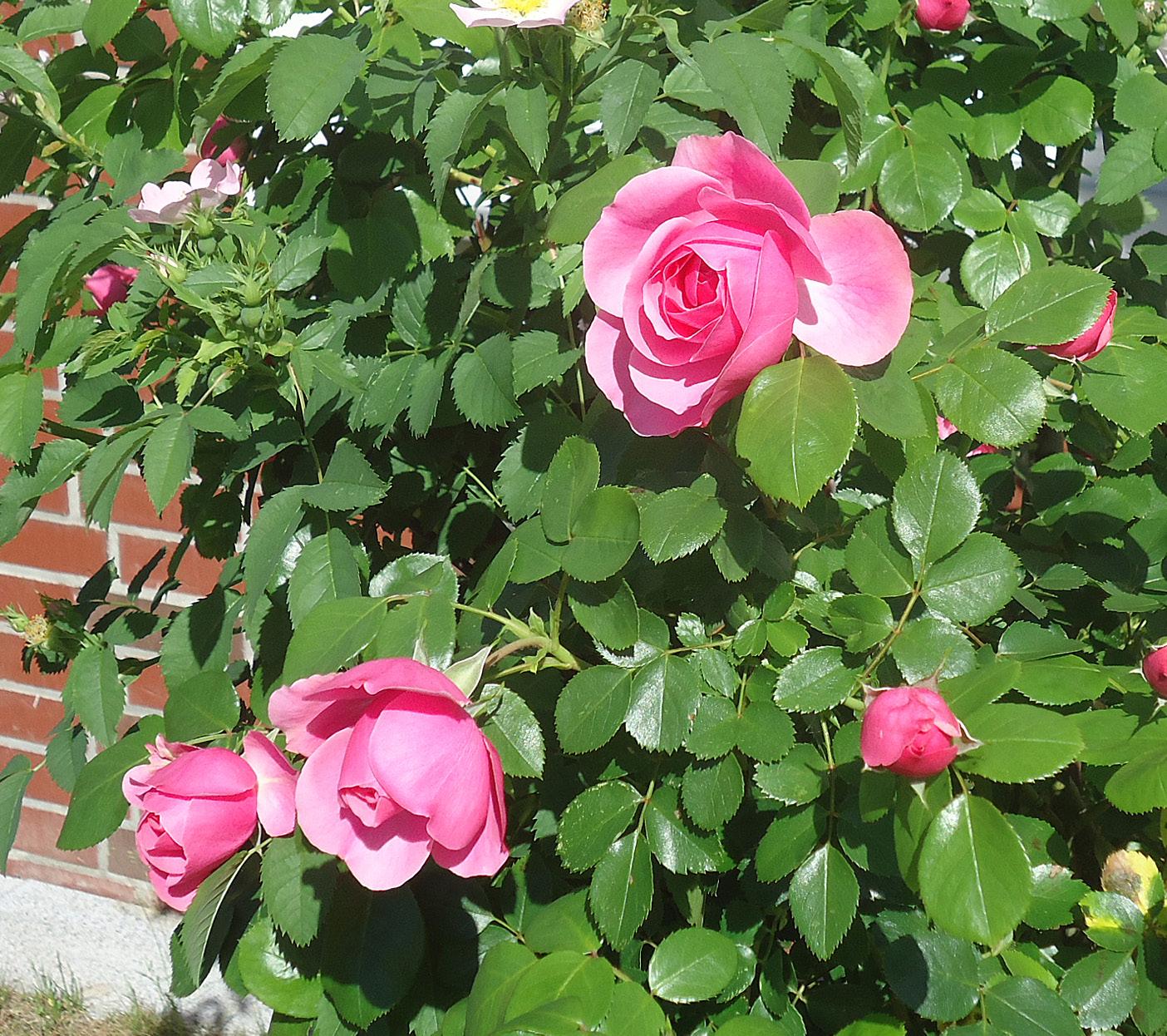Garten- und Hundsrose in einem Strauch Foto: Busche Garten- und Hundsrose in einem Strauch Foto: Busche