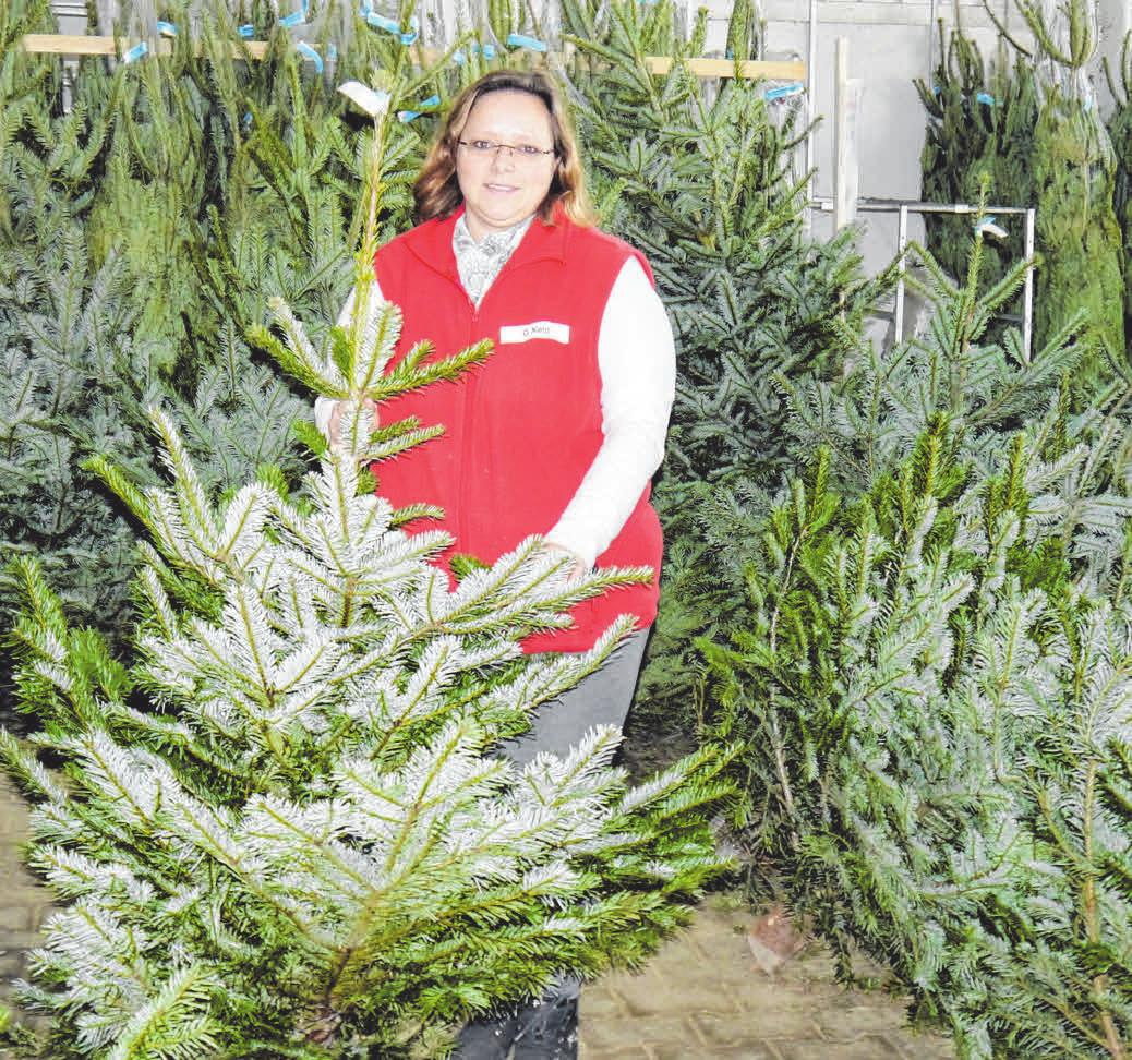 Weihnachten kann kommen: Christine Keip kümmert sich um die große Auswahl an frischen Christbäumen. FOTOS: MÜLLER Weihnachten kann kommen: Christine Keip kümmert sich um die große Auswahl an frischen Christbäumen. FOTOS: MÜLLER