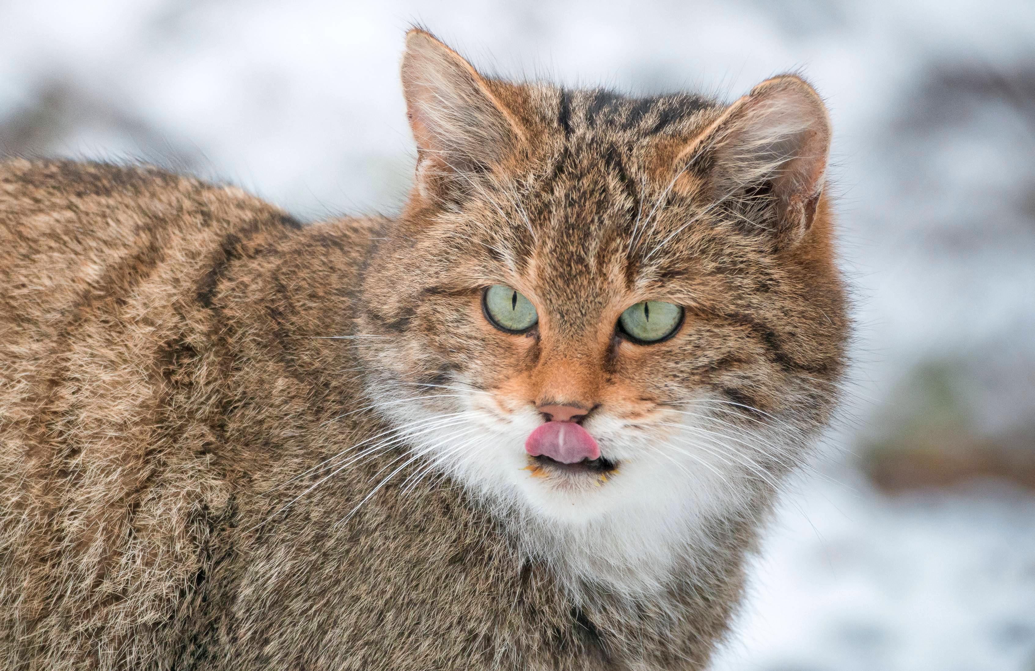 Zahlreiche Tierarten sind im Wildparadies zu finden – unter anderem Luchs, Fuchs, Wildkatze und Fischotter. Zahlreiche Tierarten sind im Wildparadies zu finden – unter anderem Luchs, Fuchs, Wildkatze und Fischotter.